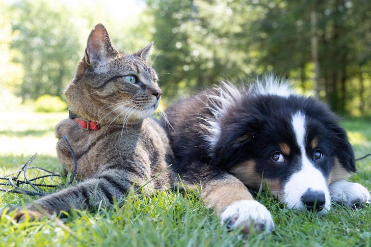 Кого через присутствие — кошку или собаку? Точные цифры от экспертов
