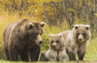 Терапевтическая метафора "Семья бурых медведей"