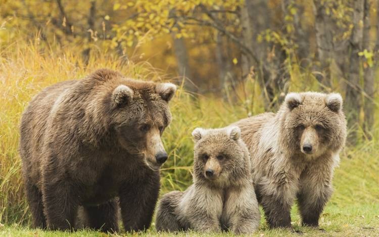 Терапевтическая метафора «Семья бурых медведей