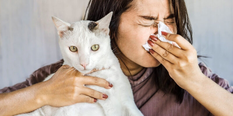 Аллергия на кошку. Психосоматика