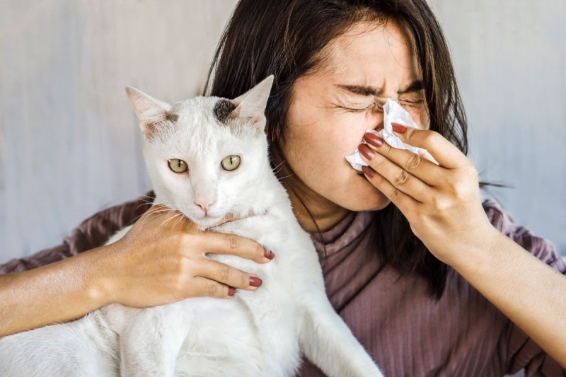 Аллергия на кошек. Психосоматика