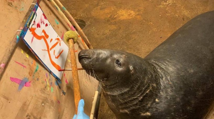 В Калининграде тюлень поспорил с соседкой Килкой и начал рисовать картинки