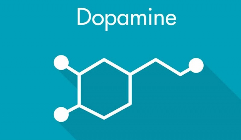 Регулирует мотивацию с помощью дофамина