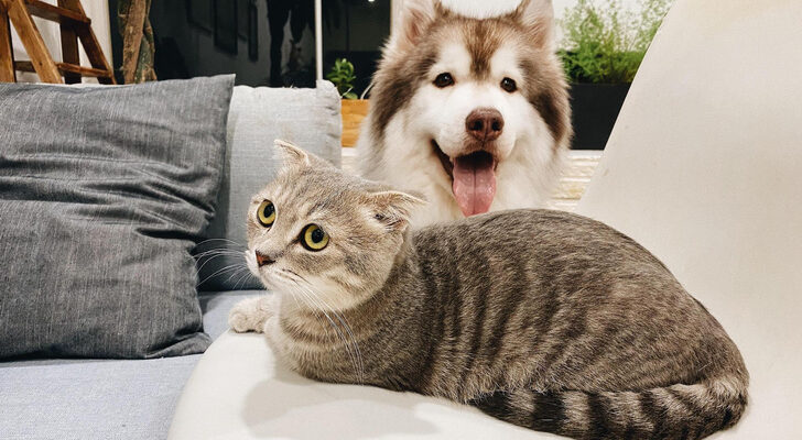Зоопсихолог Протасевич дала совет, как подружить кошку с собакой