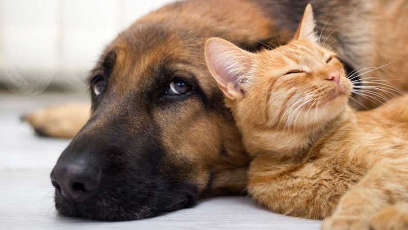 Терапевтические преимущества домашних животных