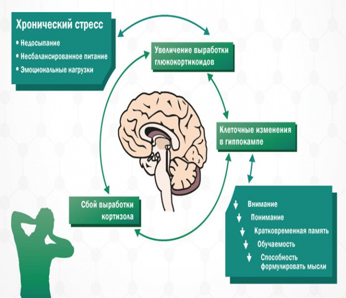 Как психологическая травма влияет на мозг и тело? Нейробиология травмы.