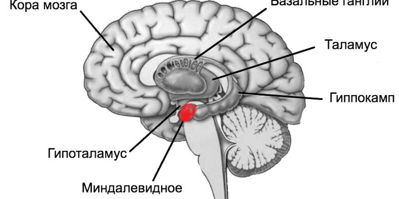 Амигдала: как мозг формирует страх, агрессию и удовольствие при алкоголизме