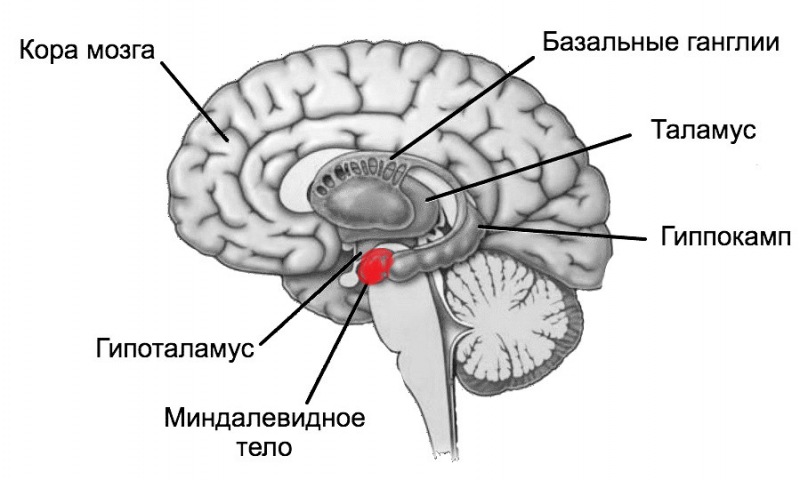 Миндалевидное тело: как мозг создает страх, агрессию и удовольствие при алкоголизме