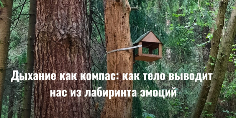 Дыхание как компас: как тело выводит нас из лабиринта эмоций