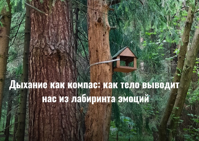 Дыхание как компас: как тело выводит нас из эмоционального лабиринта